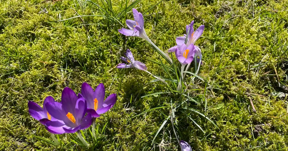 Spring flowers pushing through the grass
